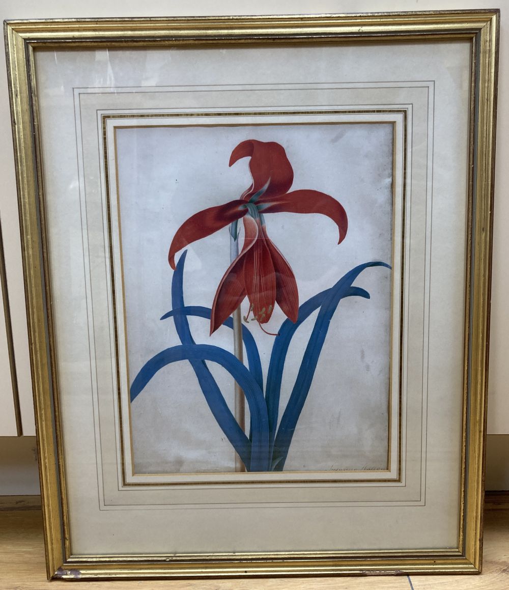 Susanna Hallon, watercolour on vellum, Amaryllis Hippeastrum - Barbados Lily, signed, 28 x 22cm